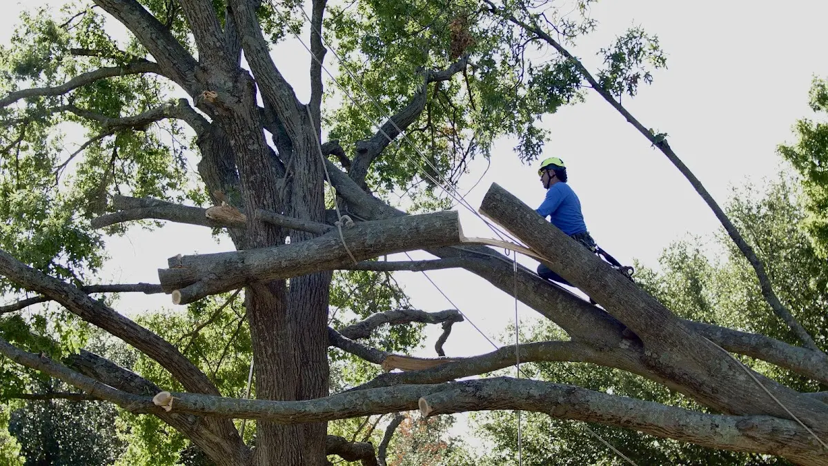 Professional Crown Thinning performed by certified arborists in Grand Marsh
