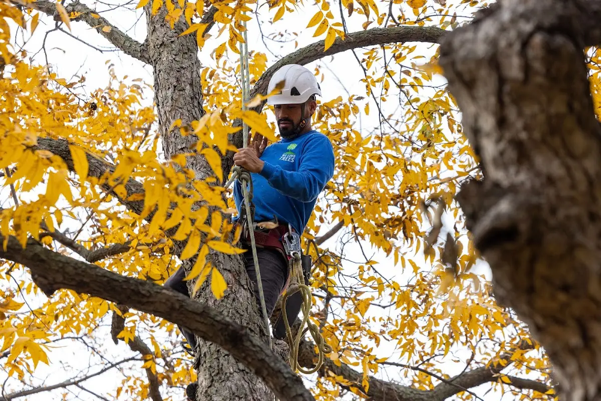 Skilled Tree Pruning crew working in Grand Marsh